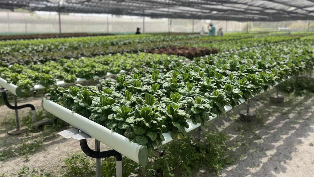 Climate Resilience & Food Security